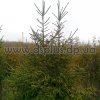 picea_abies (3)